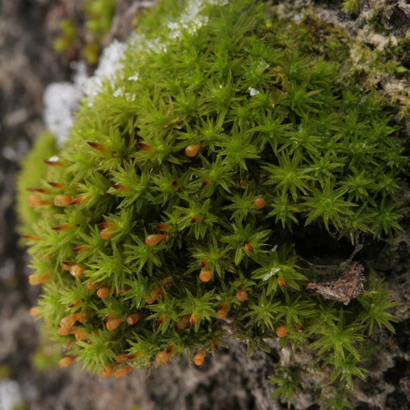 Orthotrichum sordidum